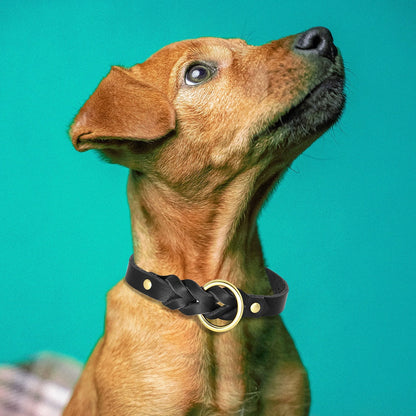 Dog Collar and Leash Set - Beach Fun Forever